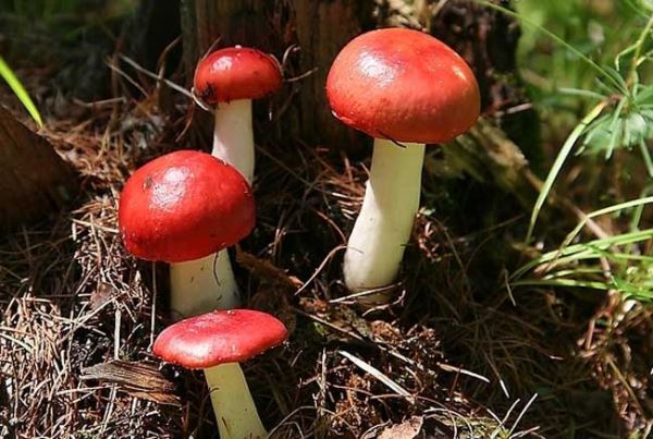红菇的功效与作用及食用方法
