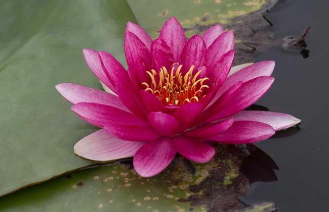 睡莲和碗莲的区别