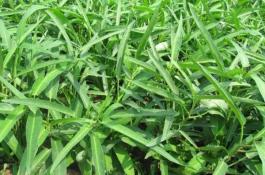 空心菜怎样采收?