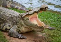 如何预防葡萄裂果