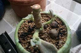 夏萝卜生产技术要点