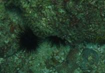 葡萄园初夏管理