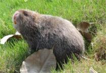 现在竹鼠养殖情况怎么样