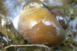 荸荠茎枯病的发病条件及其为害症状？