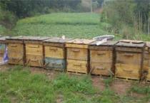 利用残次香蕉制作香蕉糖浆技术