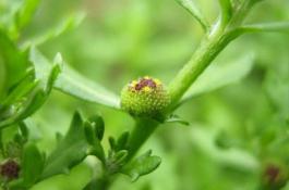 温水浸烫能催苦瓜芽