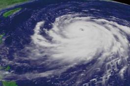 香蕉叶片变黄和象鼻虫的防治方法