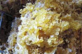 秋作马铃薯出现的问题及对策
