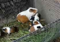 西瓜僵果防治技术