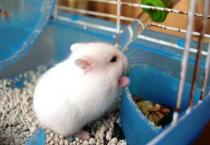 夏季生豆芽怎么防烂