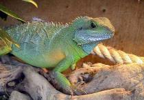 苹果树夏季修剪的方法