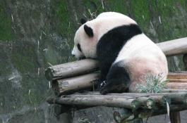 如何种好秋莴笋？