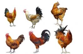 肉鸡和土鸡有什么区别