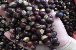 红富士苹果“垂柳式”的综合管理