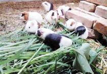 葡萄品种：矢富罗莎（粉红亚都蜜）