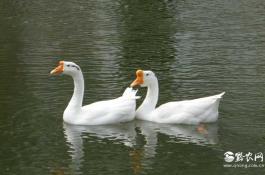 冬种马铃薯的主要病虫害及防治技术