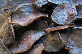 苍山大蒜中两种病态蒜的预防初探