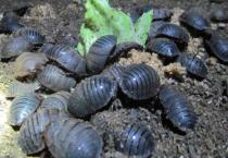 土元吃什么食物?