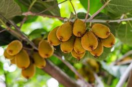 莴笋四季栽培品种---一号圆叶