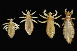 苹果苦痘病的防治讲综合