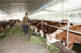 苹果的贮藏方法