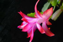 蟹爪兰和仙人指的区别