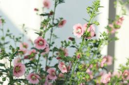 小木槿耐零下多少度低温（怎么才能安全过冬）