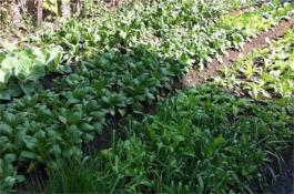 通园红2号（萝卜）