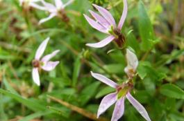 糖醋大蒜的加工