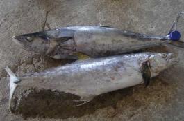 毛芋头的无公害栽培