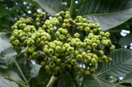 吴茱萸的功效与作用