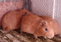 新品种皇帝香蕉