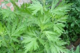 野生蕨菜的人工栽培技术