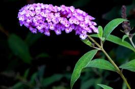 葡萄窖藏保鲜法