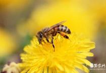 葡萄裂果的防治