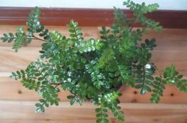 蕹菜轮斑病的无公害防治技术