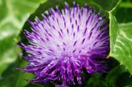 胡萝卜脱水加工的技术