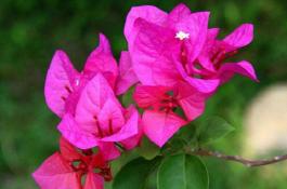 夏秋播莴笋催芽方法多