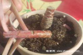 肉鸡饲料添加剂――香蕉皮