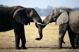 芋头的贮藏与保鲜