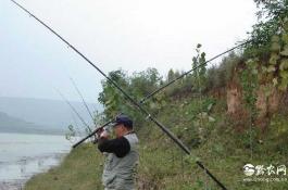 芋头对黄鳝有何为害？