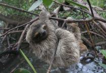 香蕉象鼻虫防治