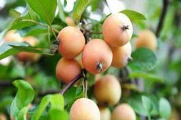 贵人果海棠怎么养殖