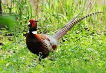 香蕉全龟子防治方法