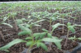 番茄出现高脚苗怎么办