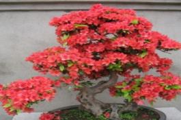 杜鹃花换盆后养护要点（杜鹃花盆栽的方法）