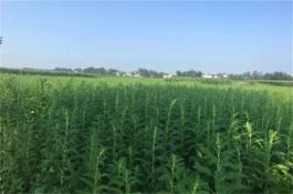 芝麻干旱严重时怎么办?种植关键环节要抓牢