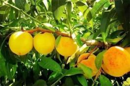 马铃薯病虫害综合防治技术措施