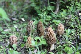 春种萝卜淡季上市