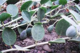 马铃薯秋延迟高产栽培技术